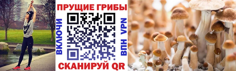 Псилоцибиновые грибы GOLDEN TEACHER  Валуйки 